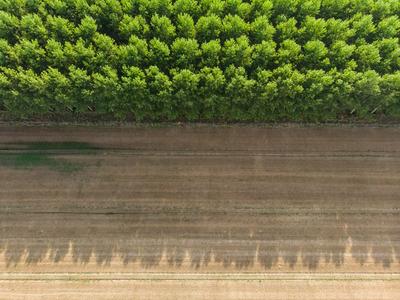 Top down photo from a poplar forest with sunshine-stock-photo