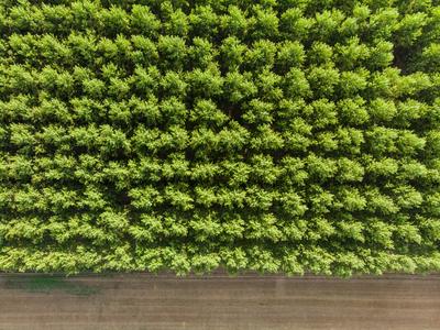 Top down photo from a poplar forest with sunshine-stock-photo