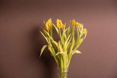 Wilted bouquet of yellow tulips-stock-foto