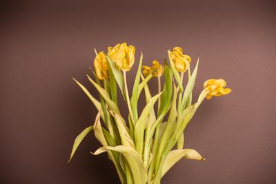 Wilted bouquet of yellow tulips-stock-foto