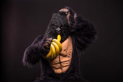gorilla in studio with  banana-stock-foto