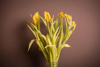 Wilted bouquet of yellow tulips-stock-foto