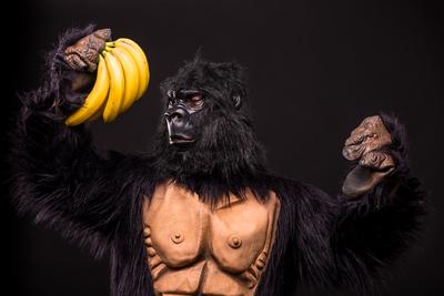 gorilla in studio with  banana-stock-foto
