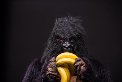 gorilla in studio with  banana-stock-foto