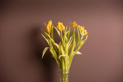 Wilted bouquet of yellow tulips-stock-foto
