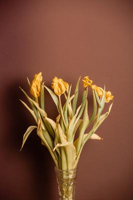 Wilted bouquet of yellow tulips-stock-foto