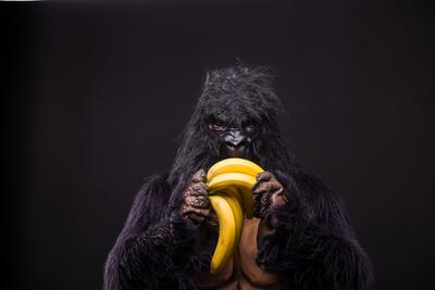 gorilla in studio with  banana-stock-foto