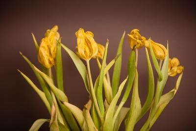 Wilted bouquet of yellow tulips-stock-foto