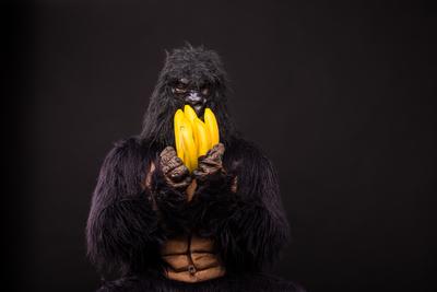 gorilla in studio with  banana-stock-foto