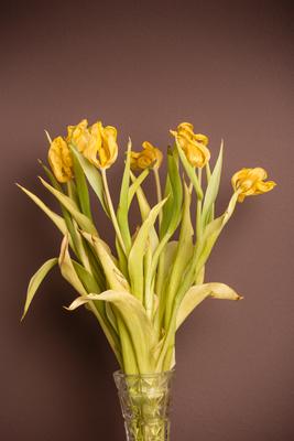 Wilted bouquet of yellow tulips-stock-foto
