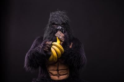 gorilla in studio with  banana-stock-foto