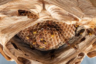 hornets nest under a wooden roof-stock-foto