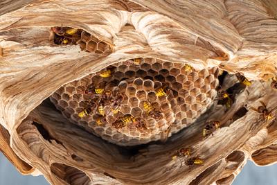 hornets nest under a wooden roof-stock-foto