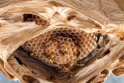 hornets nest under a wooden roof-stock-foto