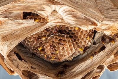 hornets nest under a wooden roof-stock-foto