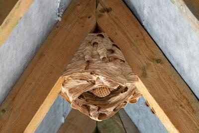 hornets nest under a wooden roof-stock-foto