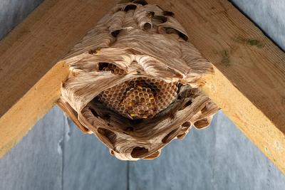 hornets nest under a wooden roof-stock-foto
