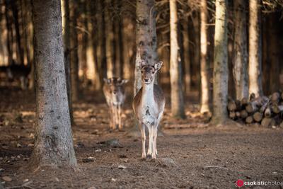 beautiful deer standing in a wild forest-stock-photo