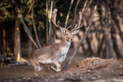 beautiful deer standing in a wild forest-stock-photo