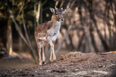 beautiful deer standing in a wild forest-stock-photo