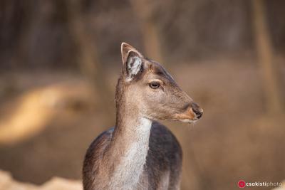 beautiful deer standing in a wild forest-stock-photo