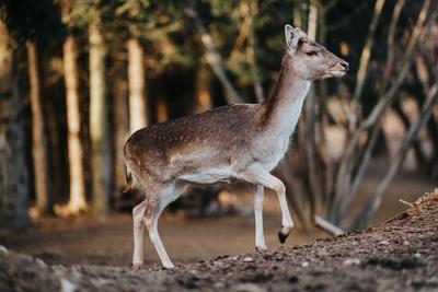 beautiful deer standing in a wild forest-stock-photo