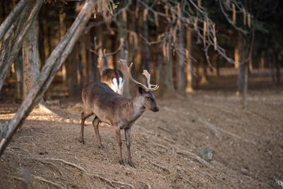 beautiful deer standing in a wild forest-stock-photo