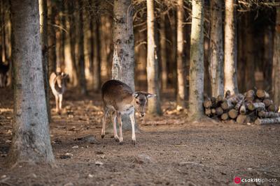 beautiful deer standing in a wild forest-stock-photo