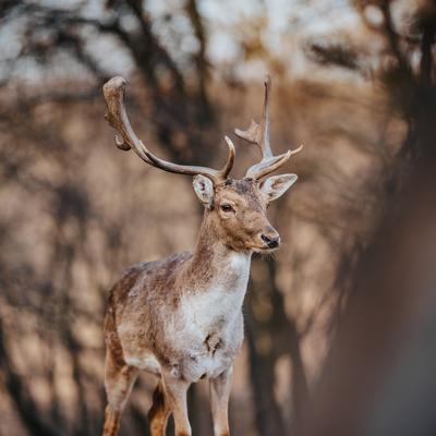 beautiful deer standing in a wild forest-stock-photo