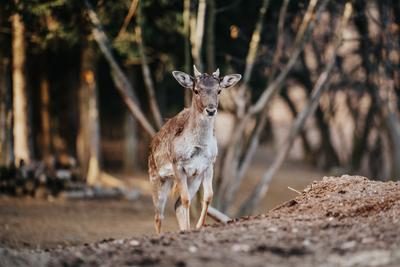 beautiful deer standing in a wild forest-stock-photo