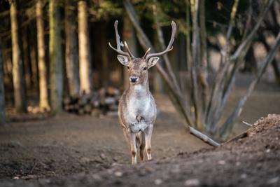 beautiful deer standing in a wild forest-stock-photo