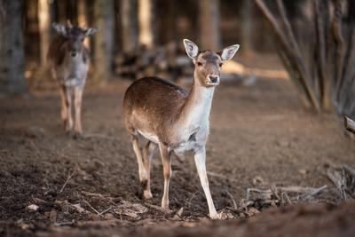 beautiful deer standing in a wild forest-stock-photo