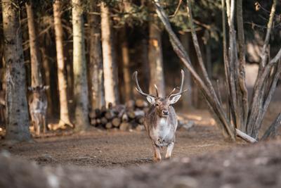 beautiful deer standing in a wild forest-stock-photo