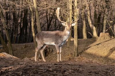 beautiful deer standing in a wild forest-stock-photo