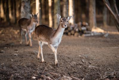 beautiful deer standing in a wild forest-stock-photo