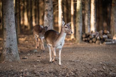 beautiful deer standing in a wild forest-stock-photo