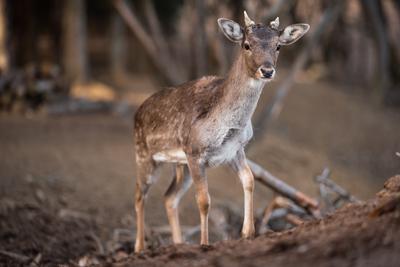 beautiful deer standing in a wild forest-stock-photo