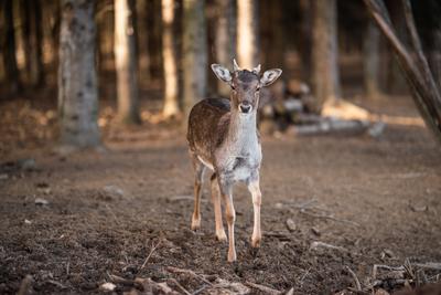 beautiful deer standing in a wild forest-stock-photo