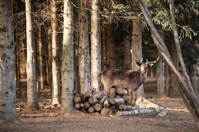 beautiful deer standing in a wild forest-stock-photo