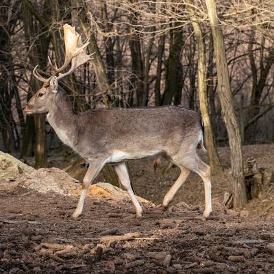 beautiful deer standing in a wild forest-stock-photo