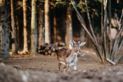 beautiful deer standing in a wild forest-stock-photo