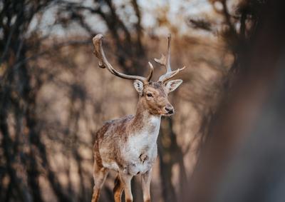 beautiful deer standing in a wild forest-stock-photo