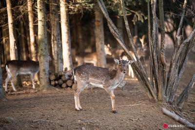 beautiful deer standing in a wild forest-stock-photo