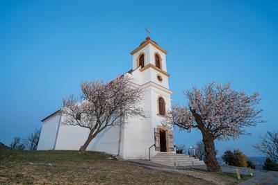 Small chapel with almond tree, called havas boldogasszony templom-stock-foto