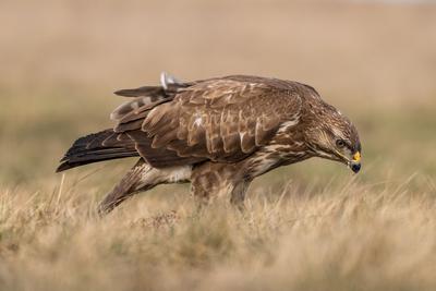 common buzzard eating alone on grass-stock-photo