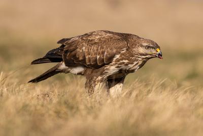 common buzzard eating alone on grass-stock-photo