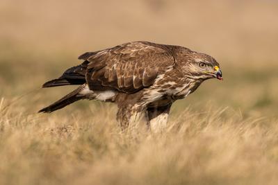 common buzzard eating alone on grass-stock-foto