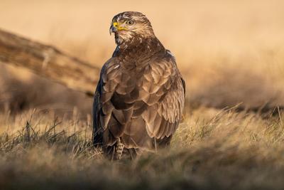 common buzzard standing alone on grass-stock-photo