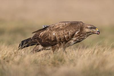 common buzzard eating alone on grass-stock-photo