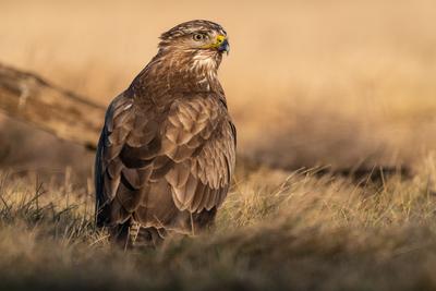 common buzzard standing alone on grass-stock-photo